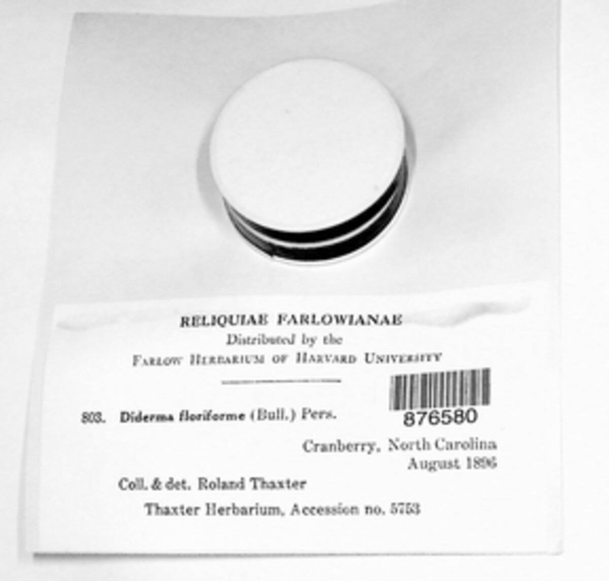 Diderma floriforme image